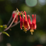 Eastern Red Columbine Seed Pack - MT. VERNON LADIES ASSOC - The Shops at Mount Vernon