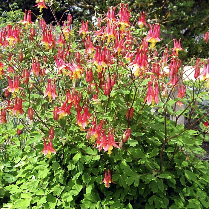 columbine seeds planting Eastern Red Columbine Seed Pack