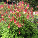 Eastern Red Columbine Seed Pack - MT. VERNON LADIES ASSOC - The Shops at Mount Vernon