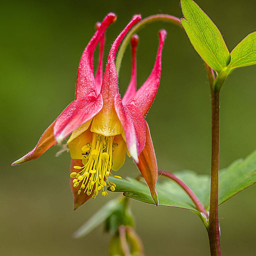 columbine flower from seed Eastern Red Columbine Seed Pack The Shops at Mount Vernon