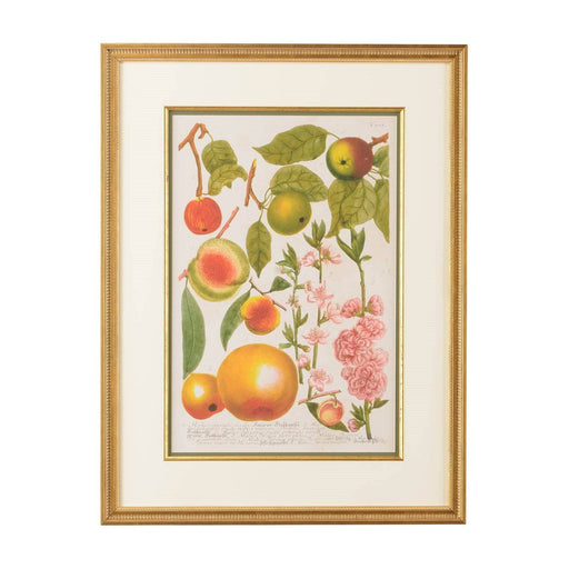European Crabapple Botanical Print - The Shops at Mount Vernon