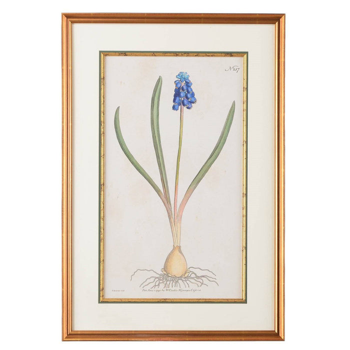 Grape Hyacinth Botanical Print - The Shops at Mount Vernon