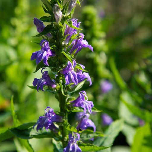 Great Blue Lobelia Seed Pack - The Shops at Mount Vernon - The Shops at Mount Vernon