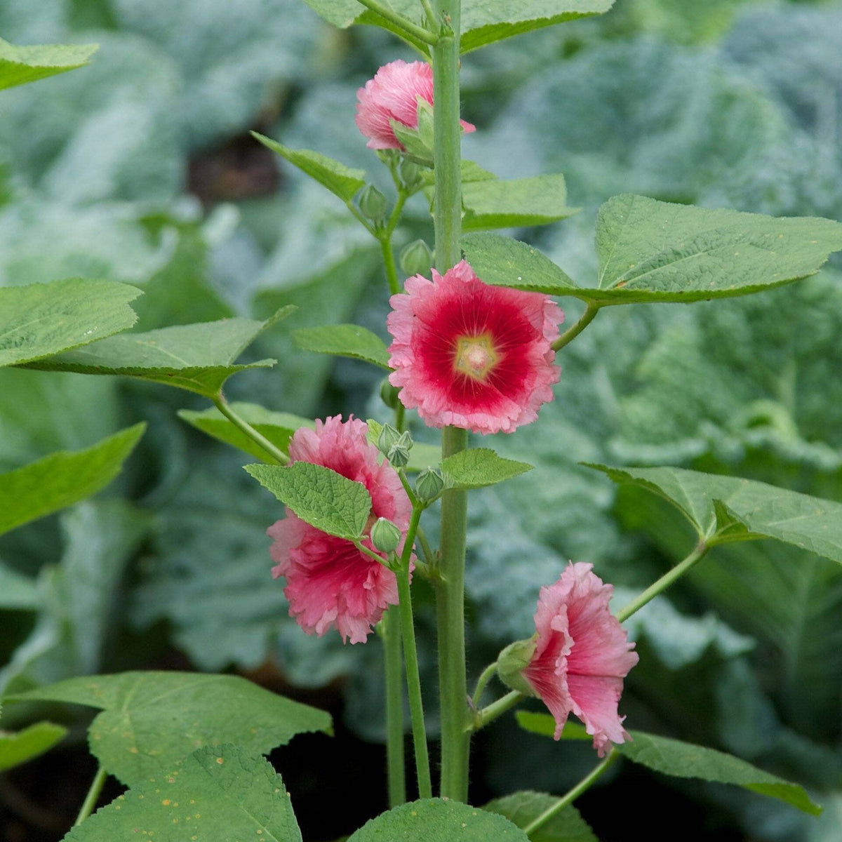 where are the seeds on a hollyhock plant Hollyhock Seed Pack