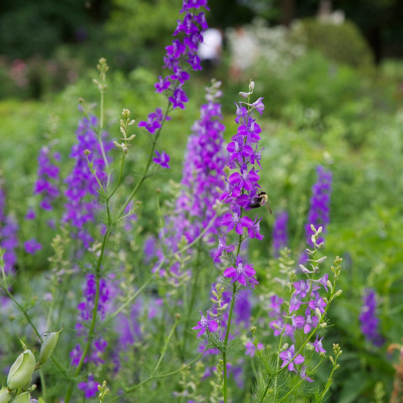 Larkspur Seed Pack - The Shops at Mount Vernon - The Shops at Mount Vernon