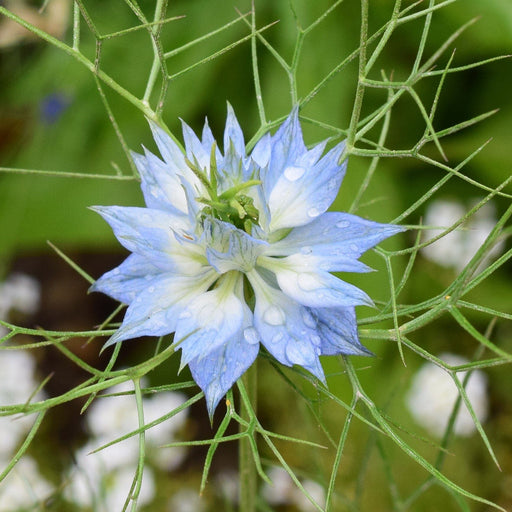 love in mist flower seeds Love In A Mist Seed Pack