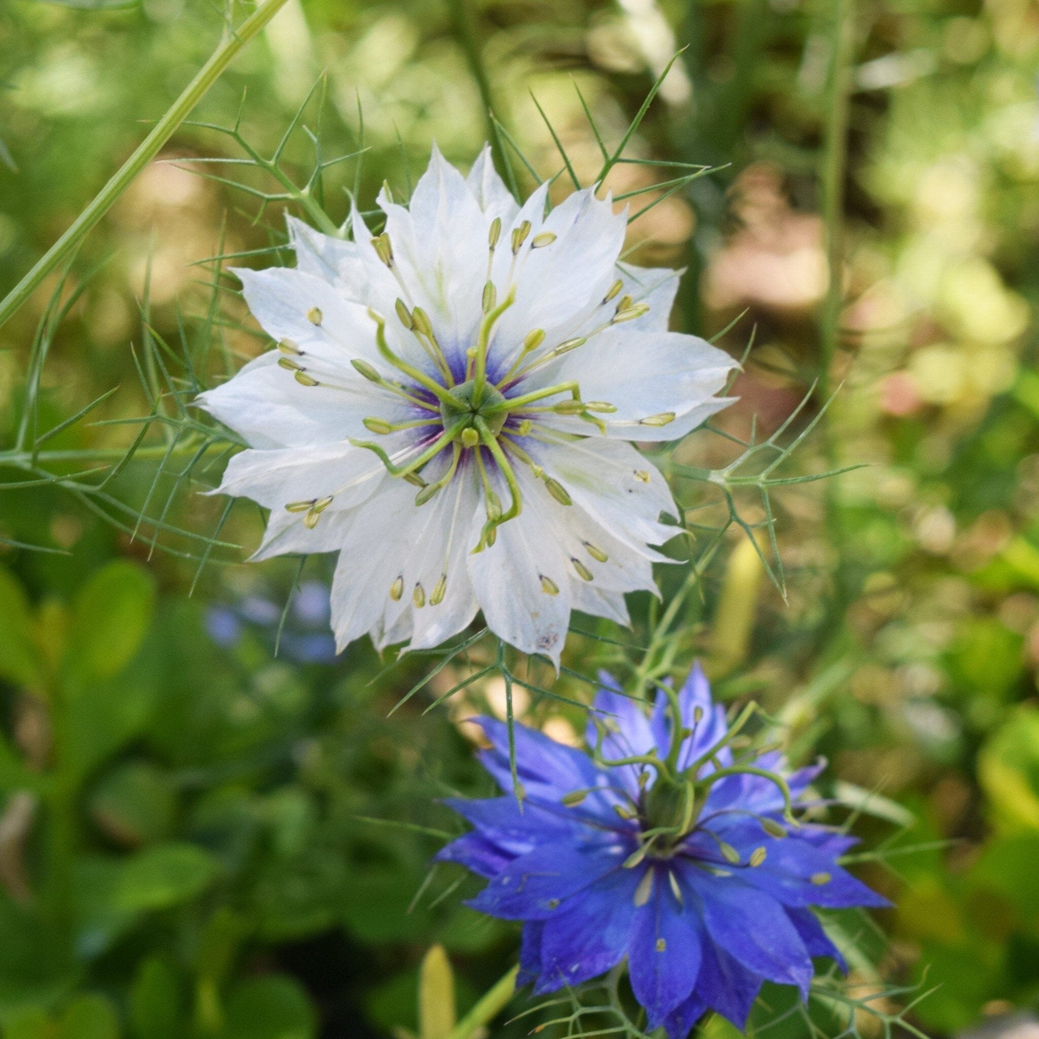 love-in a mist flower seeds Love In A Mist Seed Pack