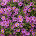New England Aster Seed Pack - MT. VERNON LADIES ASSOC - The Shops at Mount Vernon