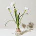 Paperwhite Narcissus Bulb Kit - Holiday Bulb Kit - The Shops at Mount Vernon