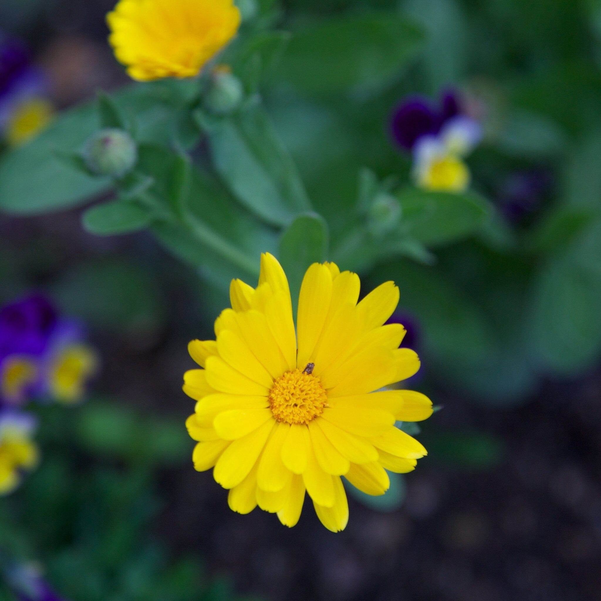 plant marigold seeds in pot Pot Marigold Seed Pack The Shops at Mount Vernon