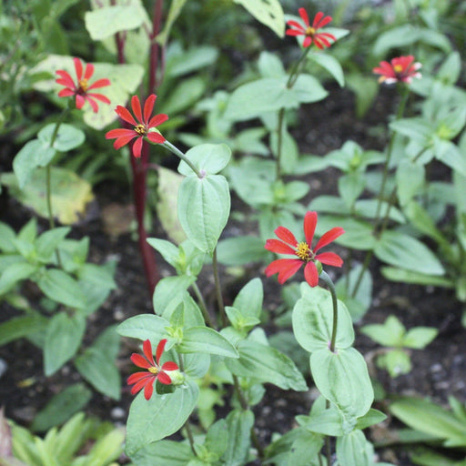 Red Spider Zinnia Seed Pack - MT. VERNON LADIES ASSOC - The Shops at Mount Vernon