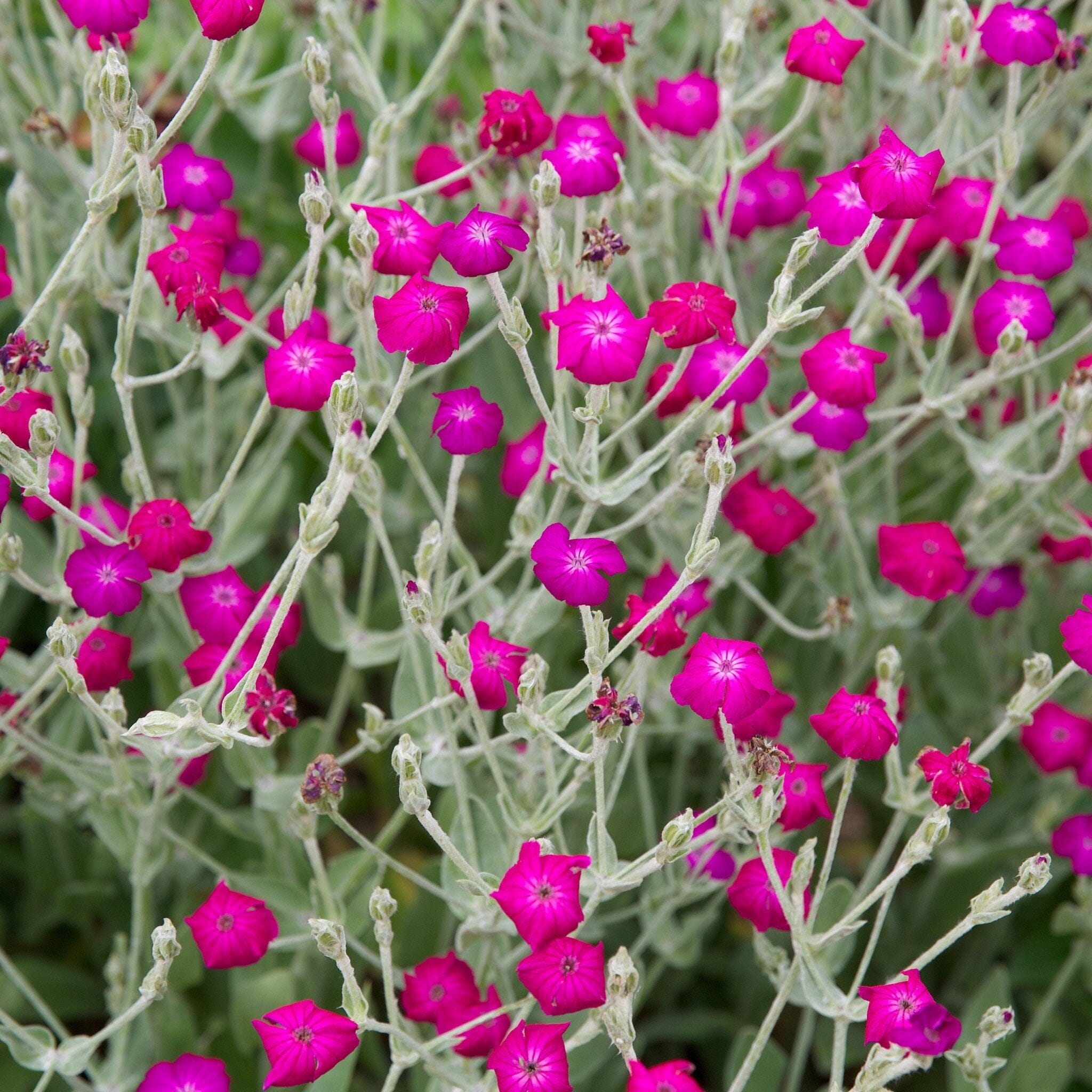 campion flower seeds Rose Campion Seed Pack