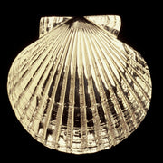 Scallop Door Knocker - Colby Smith - The Shops at Mount Vernon