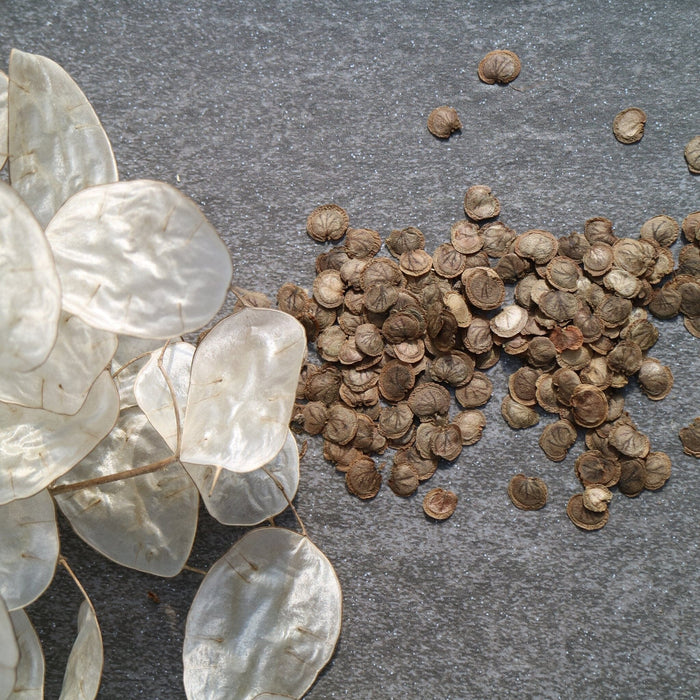 dollar plant seeds Silver Dollar Plant Seed Pack The Shops at Mount Vernon