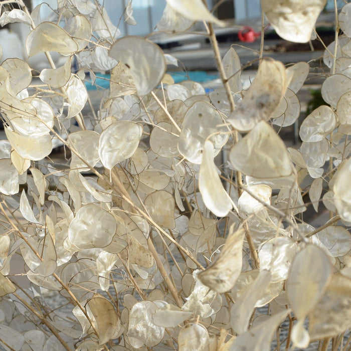 money plant lunaria seeds Silver Dollar Plant Seed Pack The Shops at Mount Vernon