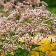 Spotted Joe-Pye Weed Seed Pack - The Shops at Mount Vernon - The Shops at Mount Vernon