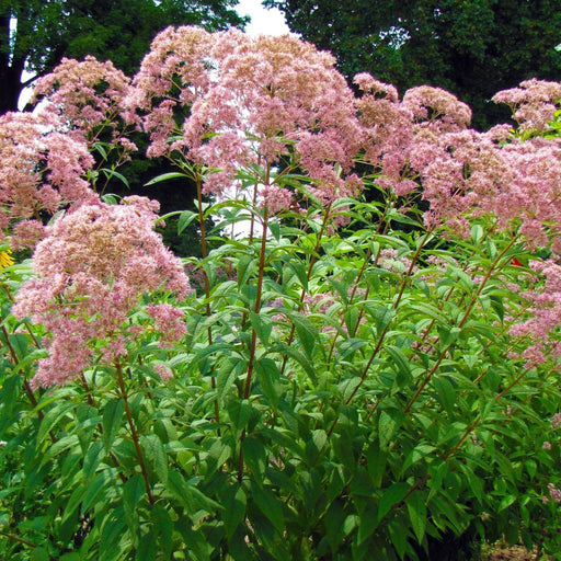 Spotted Joe-Pye Weed Seed Pack - The Shops at Mount Vernon - The Shops at Mount Vernon