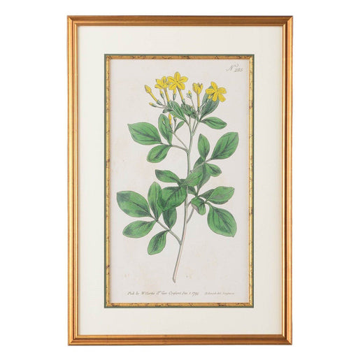 Sweetest Jasmine Botanical Print - The Shops at Mount Vernon